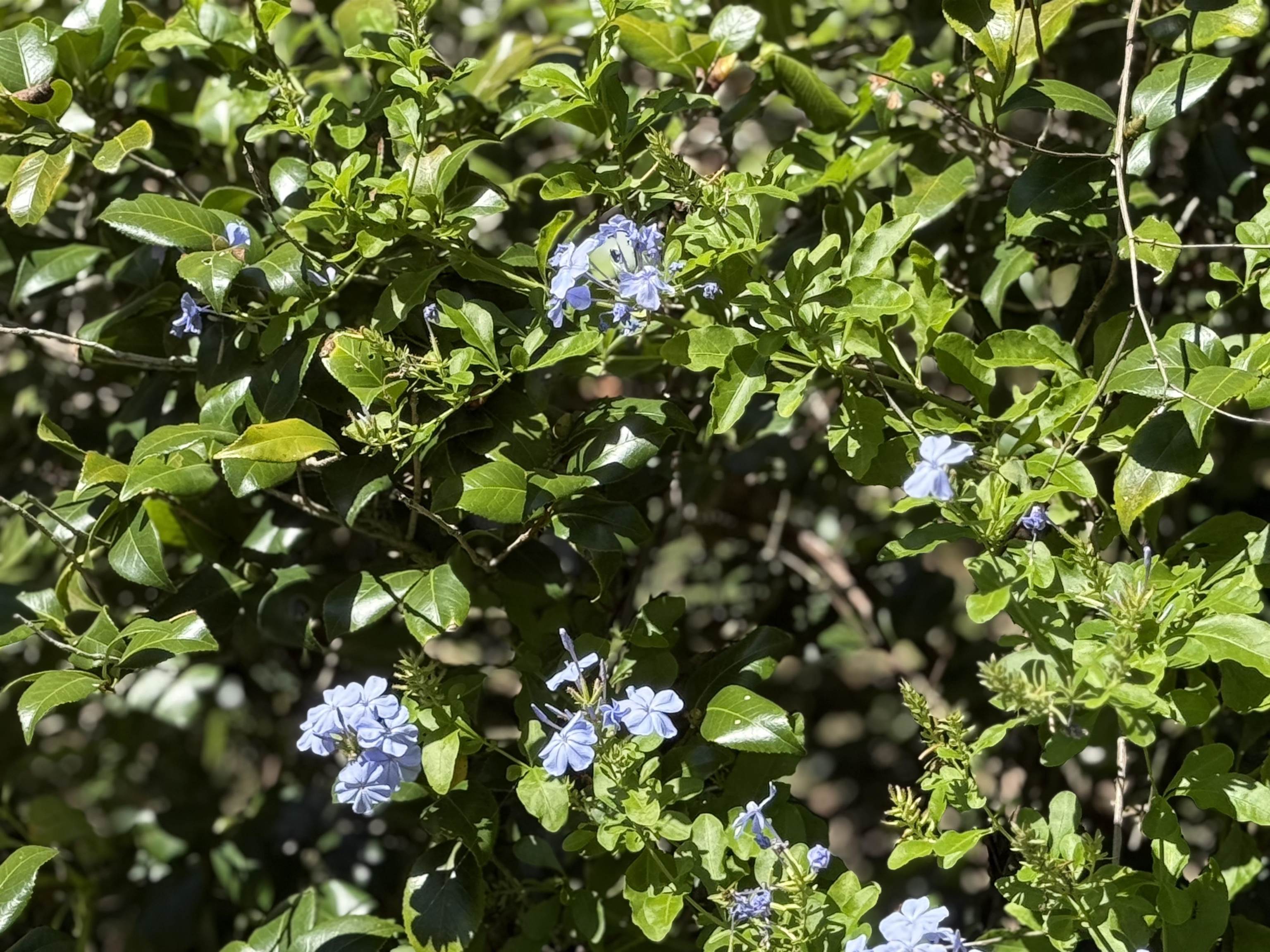 17268 181st Loop Live Oak, FL 32060 - Photo 43 of 69