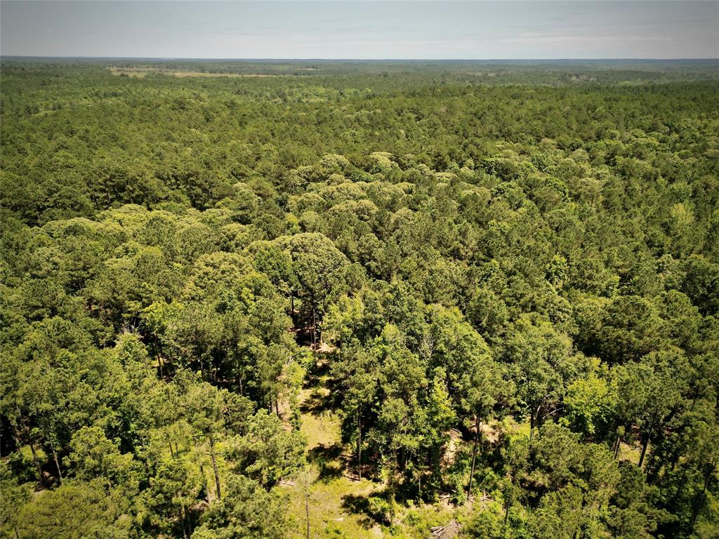 0 William Colvin Road Bernice, LA 71222 - Photo 17 of 21 Bird's eye view of a forest