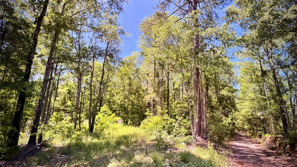 0 William Colvin Road Bernice, LA 71222 - Photo 10 of 21 View of woods