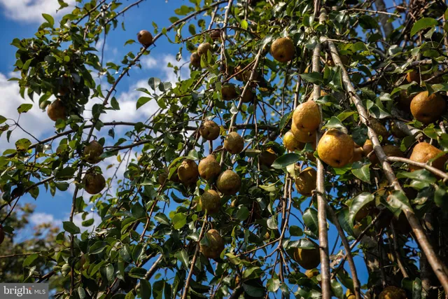 $2,450,000 | 8105 Willboyd Court, Marshall, VA 20115