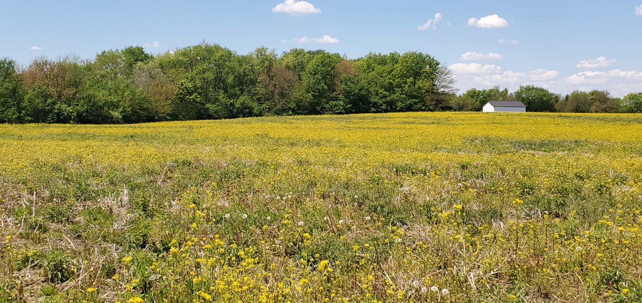 4200 Pine Bluff Road Morris, IL 60450 - Photo 4 of 7 a view of a field with an outdoor space
