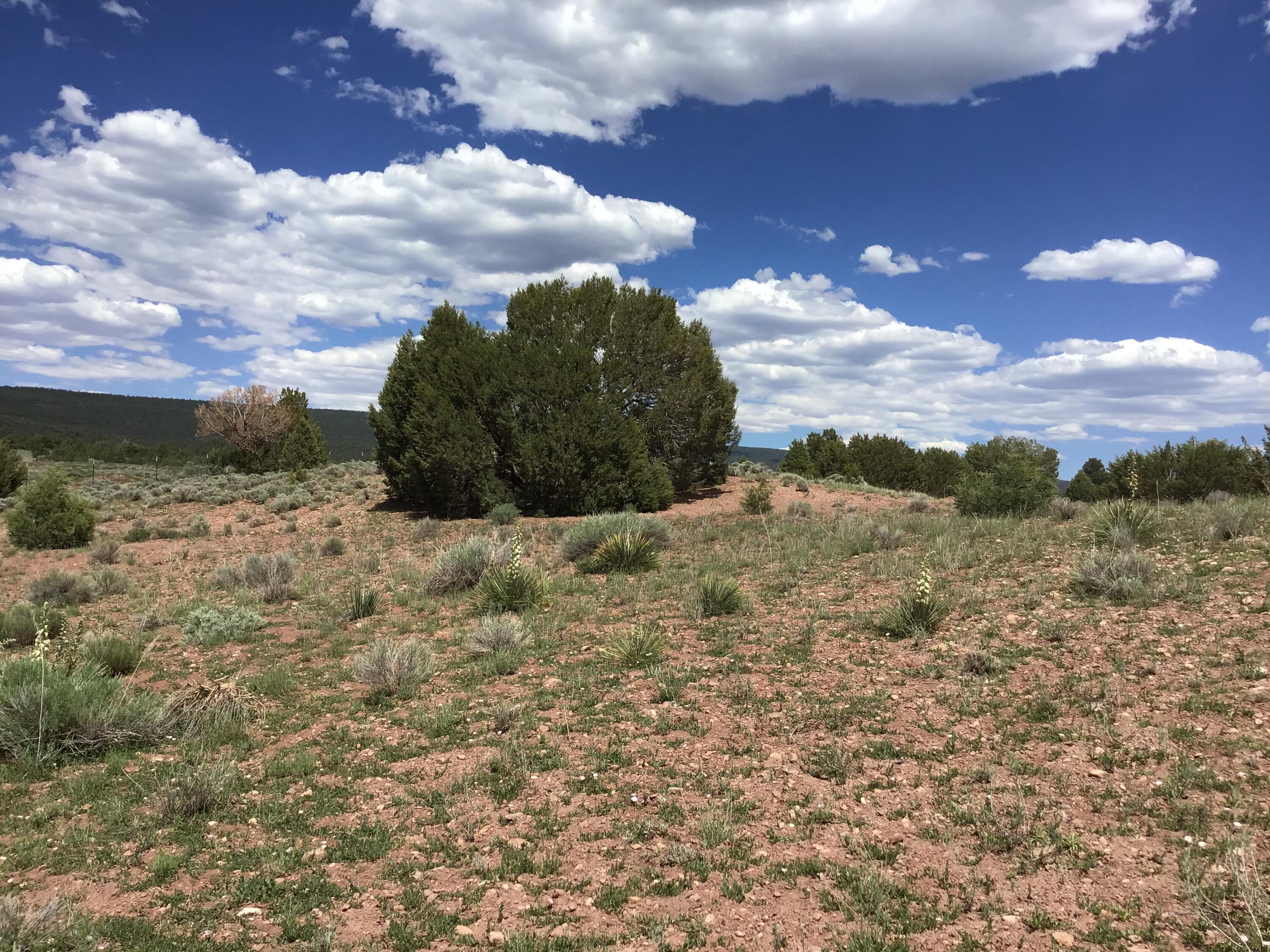 Lot D Timberlake Road Ramah, NM 87321 - Photo 6 of 45 Gallery Image 6