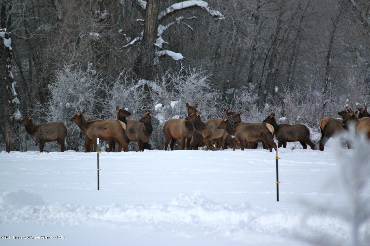 1207 Hooks Spur Road Basalt, CO 81621 - Photo 19 of 23 Visiting Elk every year