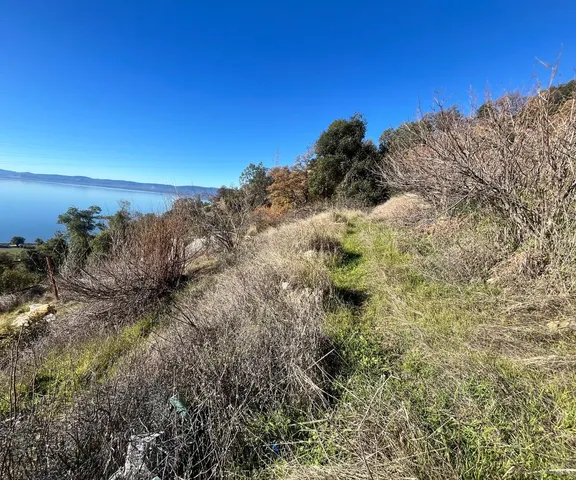 a view of a yard with a tree