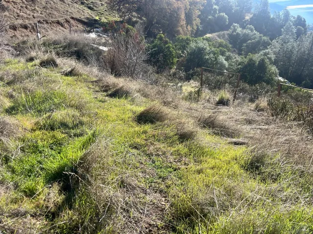 a view of a forest with a tree