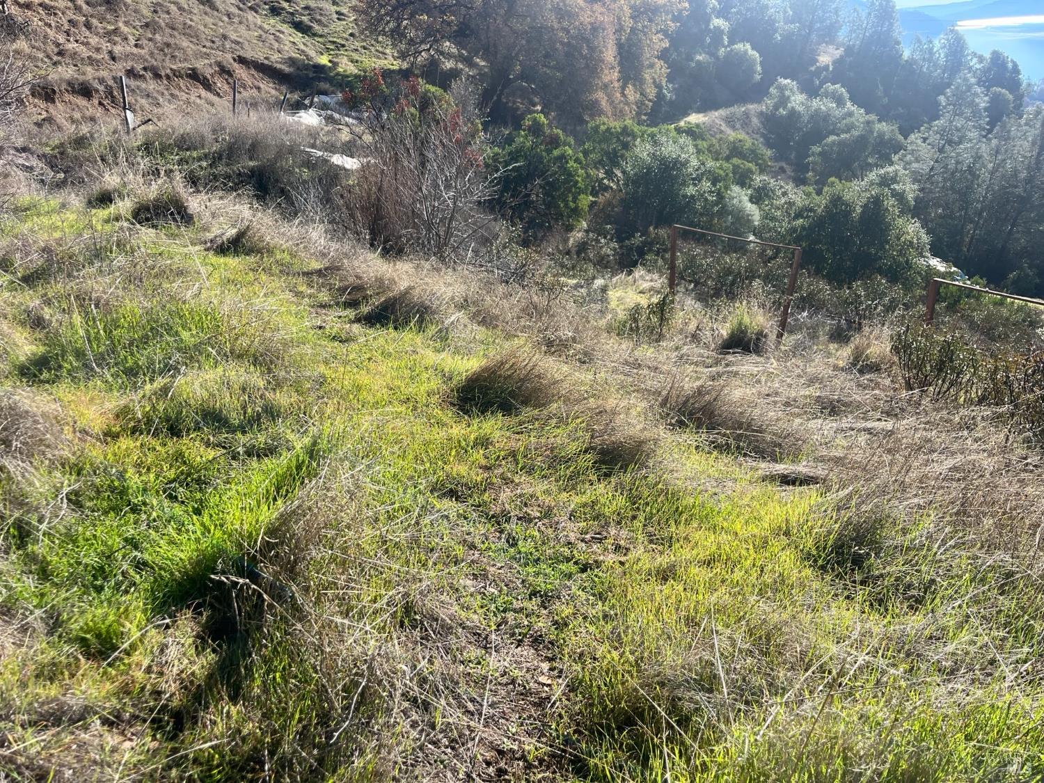 6319 Aileen Trail Lucerne, CA 95458 - Photo 8 of 9 a view of a forest with a tree