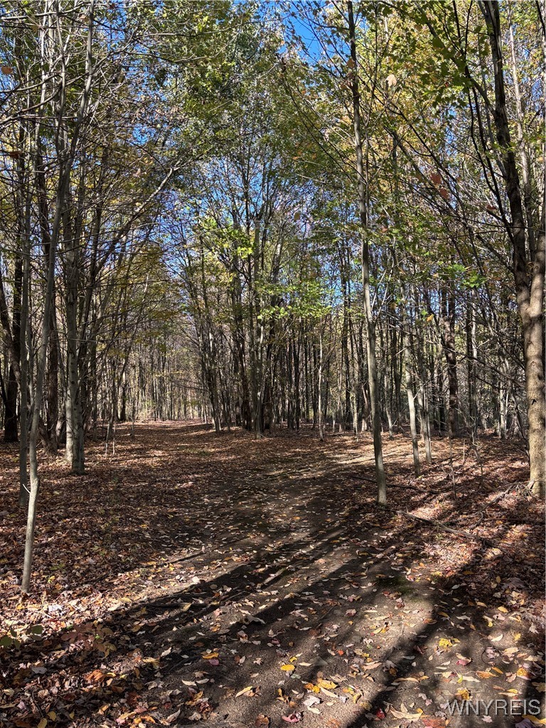 8483 North Otto Road Otto, NY 14719 - Photo 34 of 48