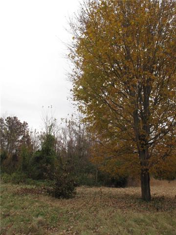 725 Butler Road Portland, TN 37148 - Photo 6 of 14 Beautiful mature trees are found all over sections of this land.