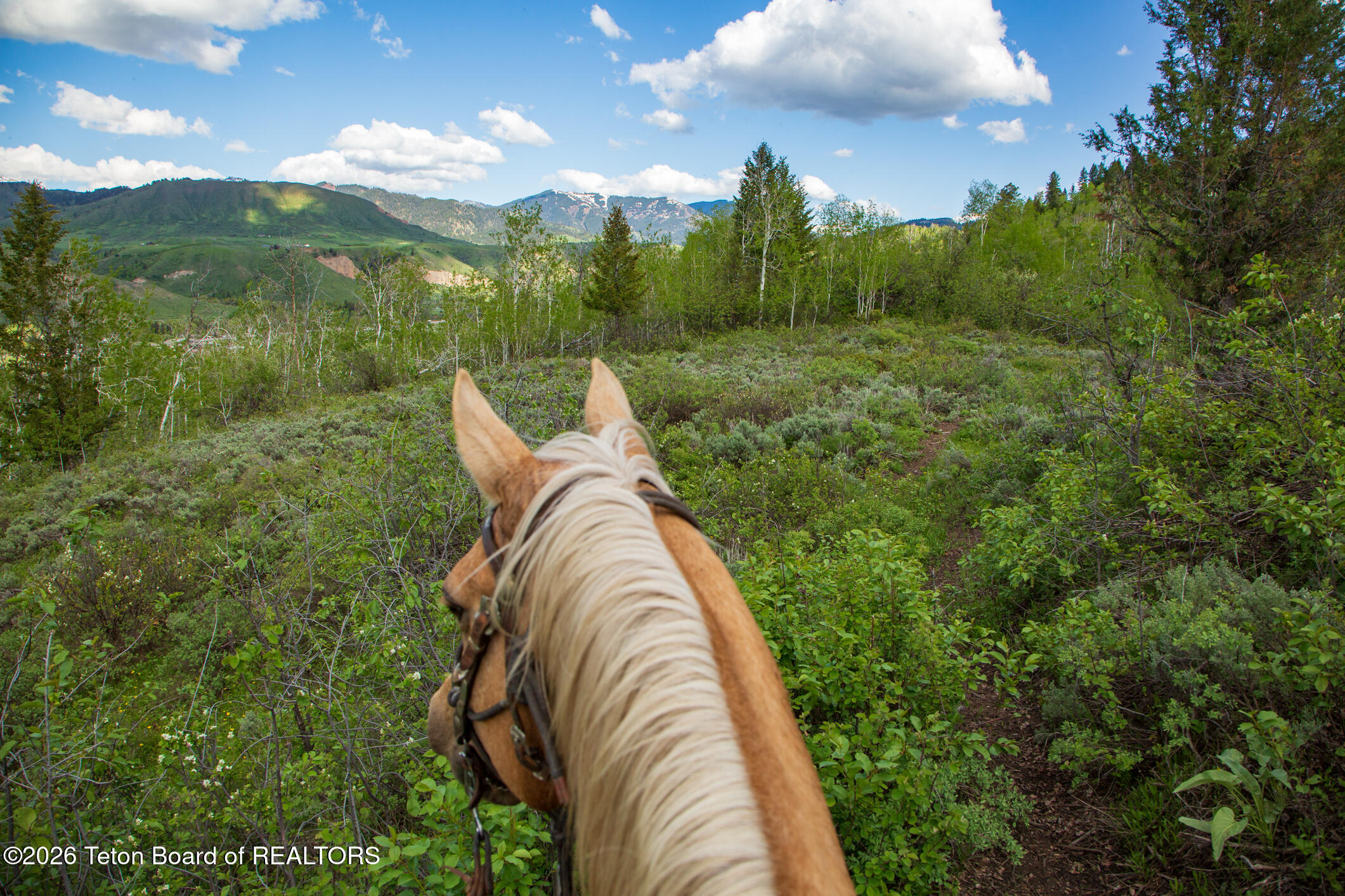 7675 Highway 89 Jackson, WY 83001 - Photo 32 of 47 Munger Mtn Ranch