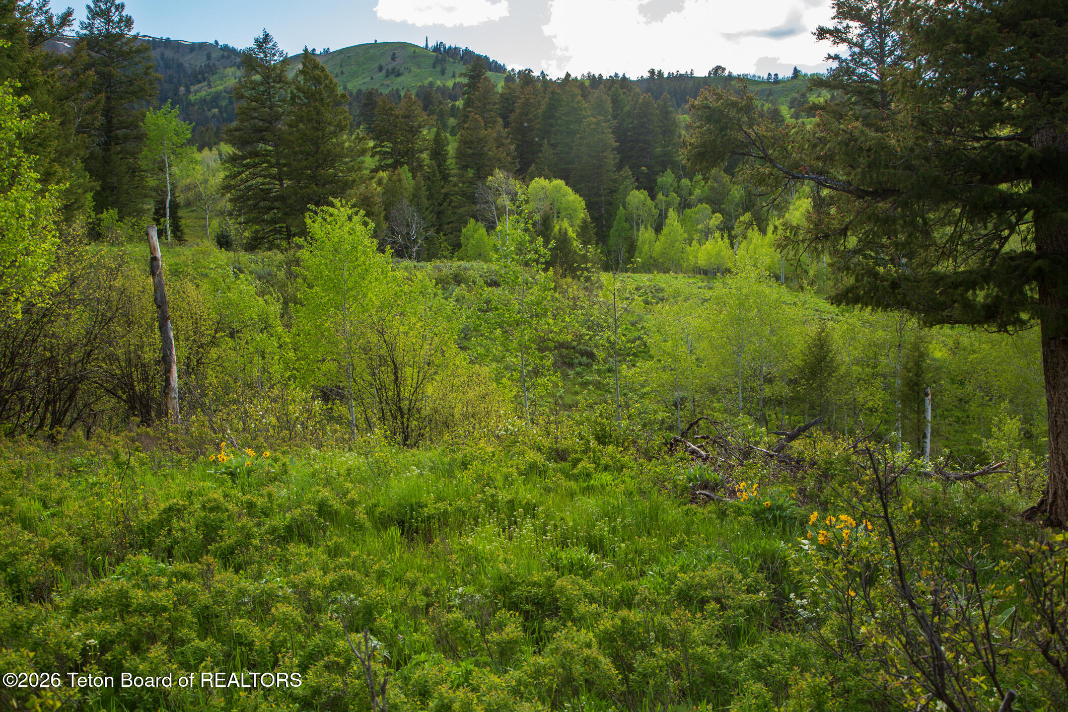 7675 Highway 89 Jackson, WY 83001 - Photo 36 of 47 Munger Mtn Ranch