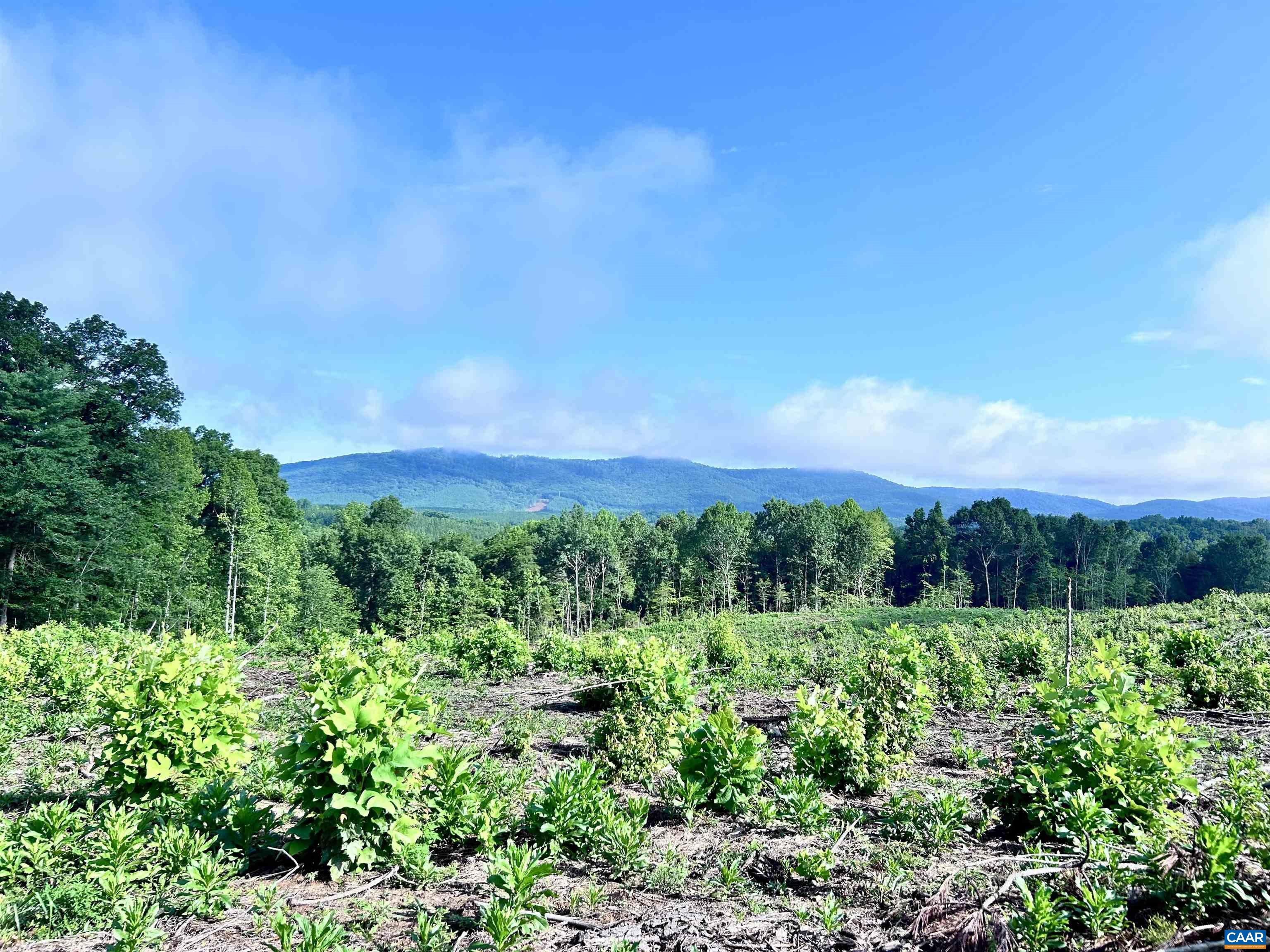 Hunting Lodge Road Schuyler, VA 22969 - Photo 2 of 66 a view of a garden with plants and a large trees