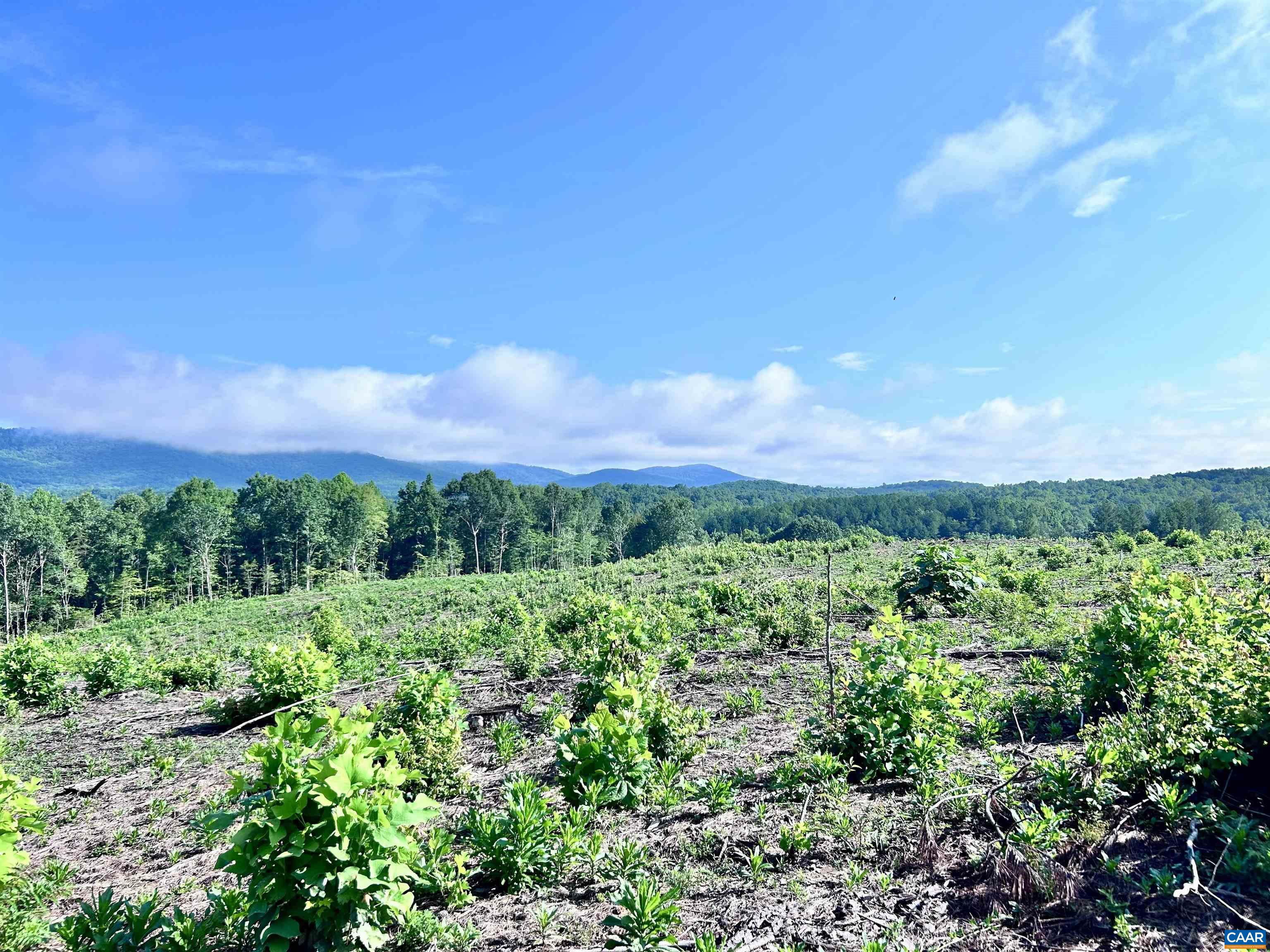 Hunting Lodge Road Schuyler, VA 22969 - Photo 66 of 66 a view of a green field