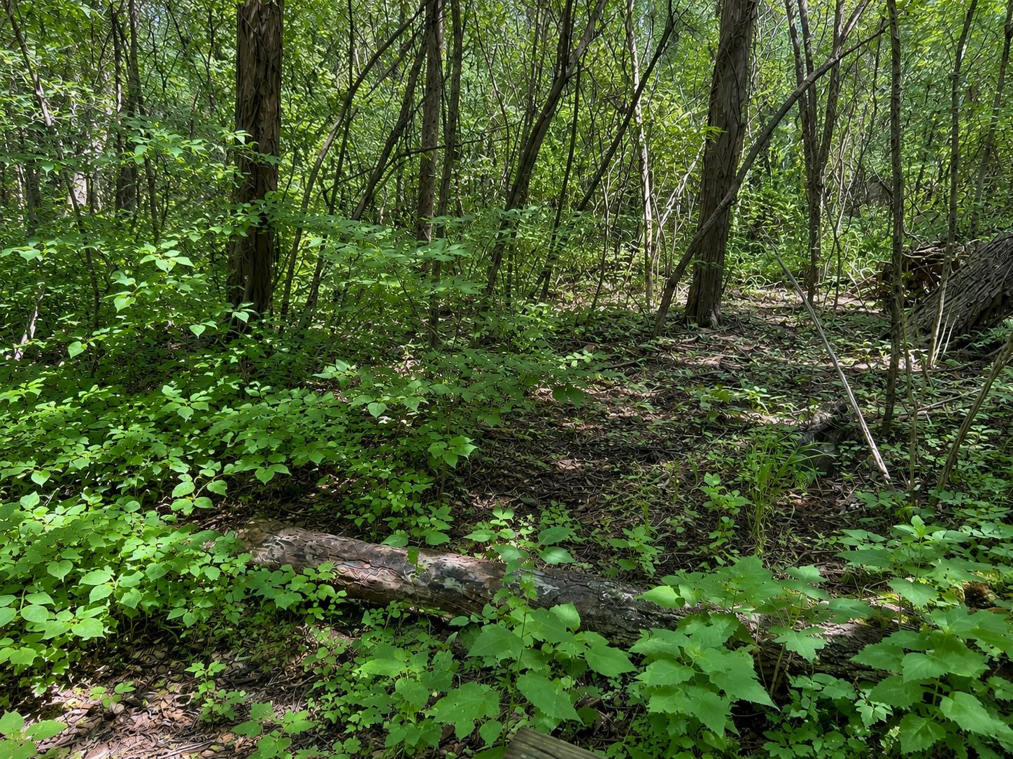 7080 Holland Road Brookville, IN 47012 - Photo 52 of 56