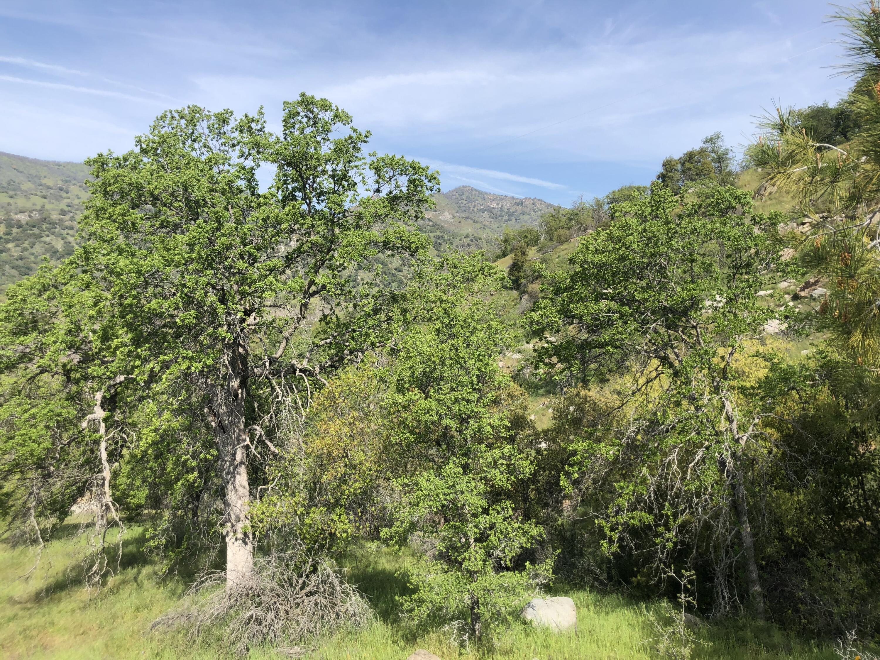 0 North Kaweah River Drive Three Rivers, CA 93271 - Photo 36 of 78 IMG_7889