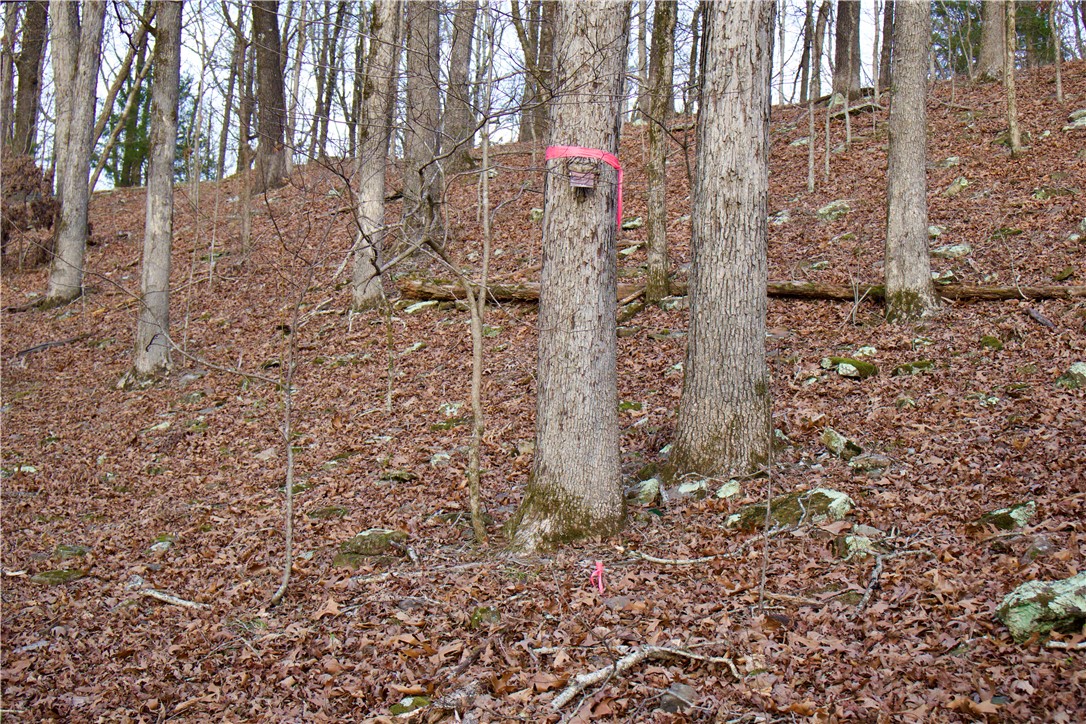 22.37 /- Acres Price Road Winslow, AR 72959 - Photo 44 of 60 Gallery Image 44