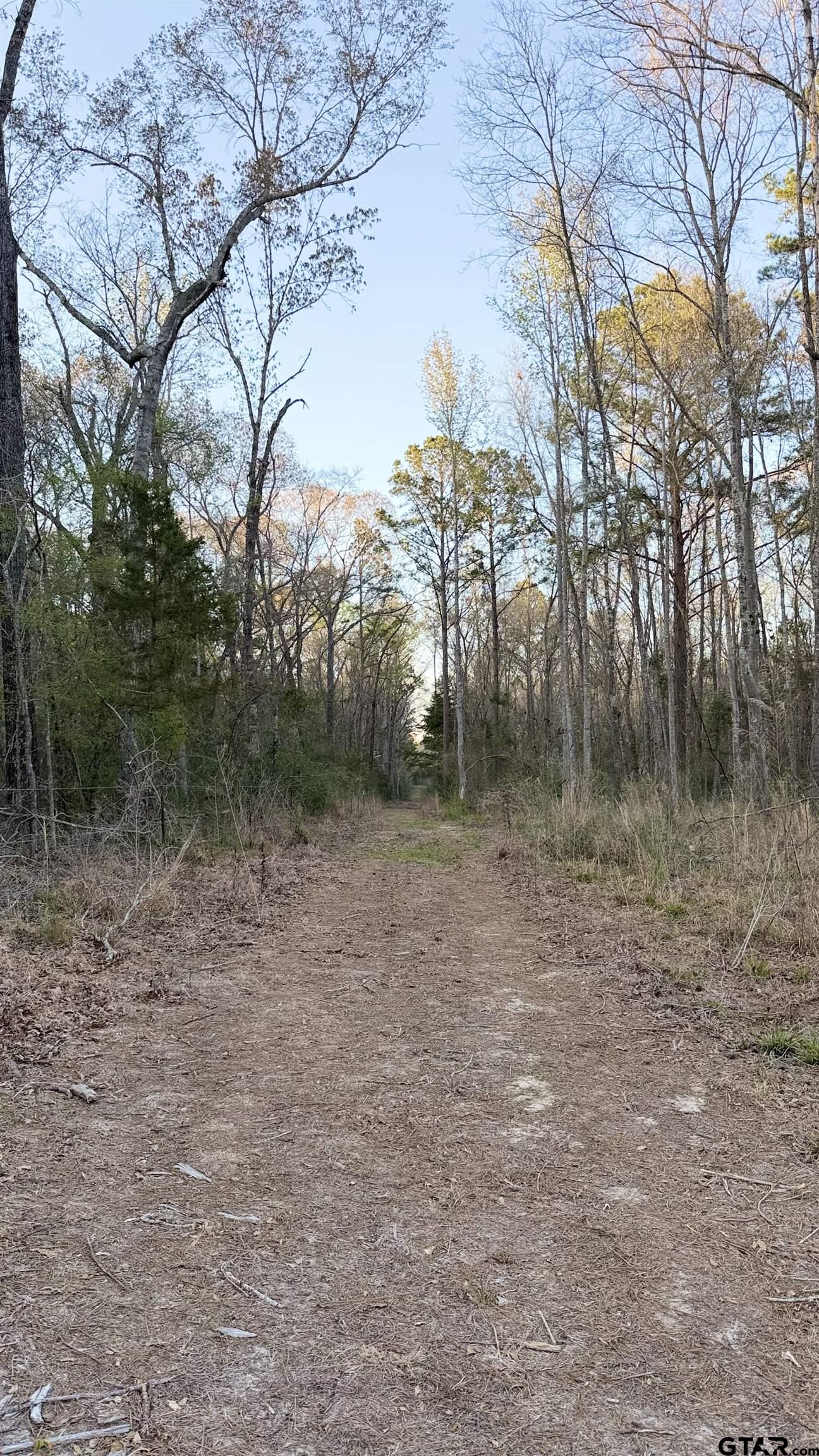 0 Fm 137 Elkhart, TX 75839 - Photo 11 of 13 a view of a dry yard with trees