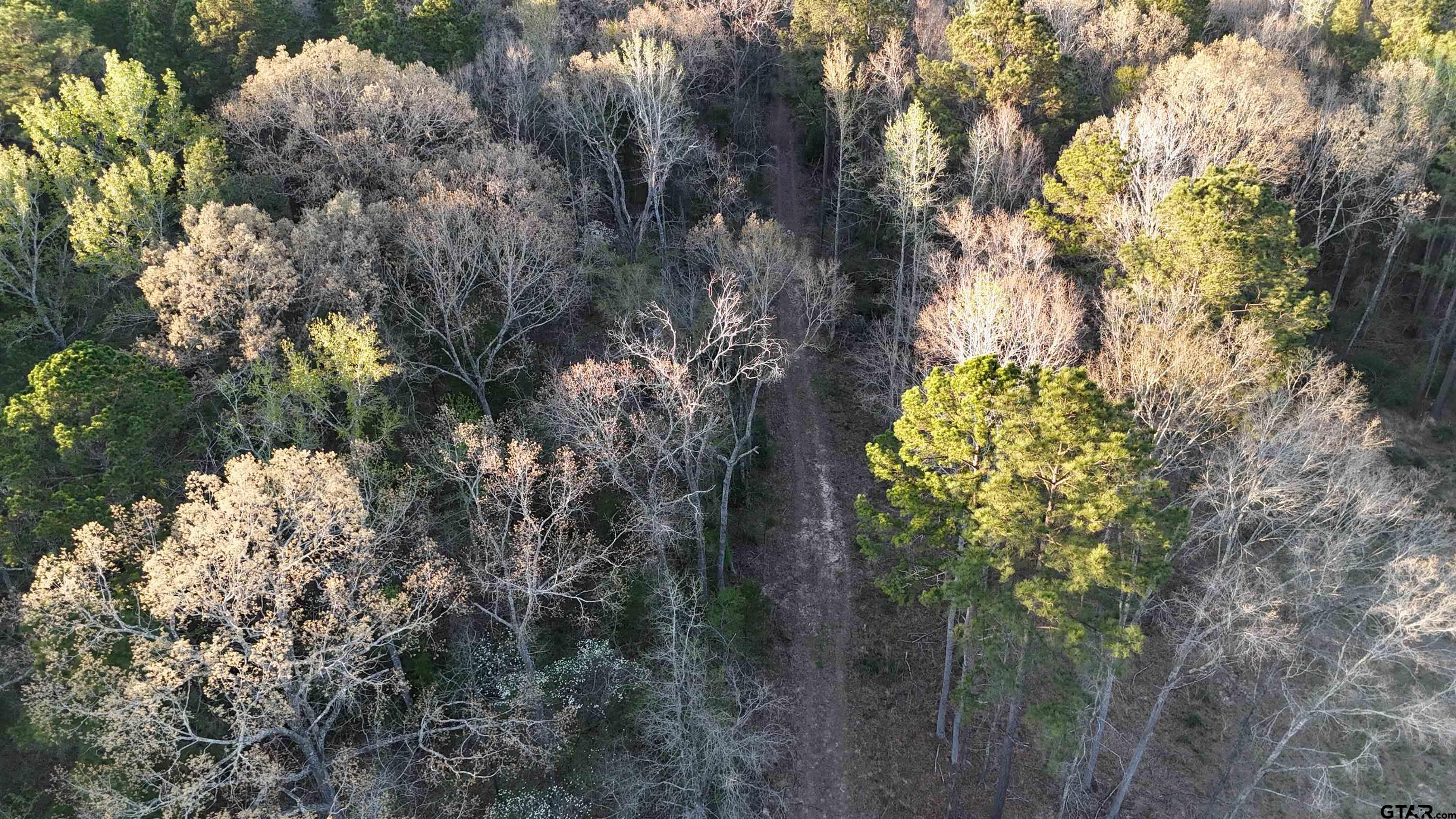 0 Fm 137 Elkhart, TX 75839 - Photo 4 of 13 a plant that is in middle of forest