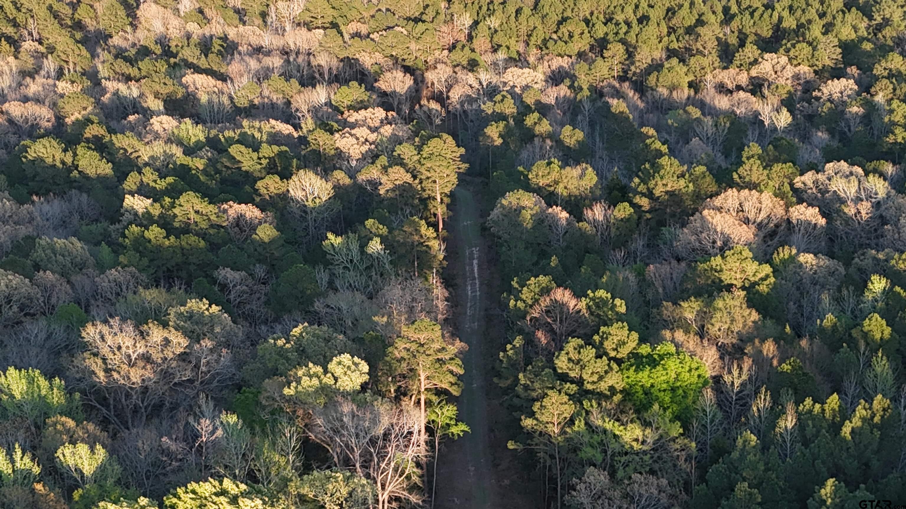 0 Fm 137 Elkhart, TX 75839 - Photo 7 of 13 a picture of tree