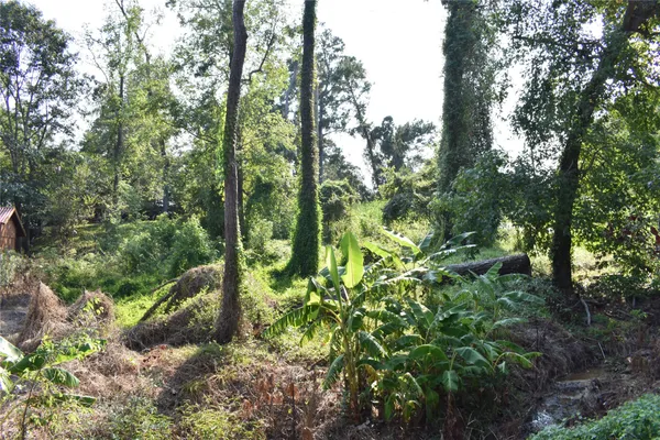 a view of a forest with lots of trees