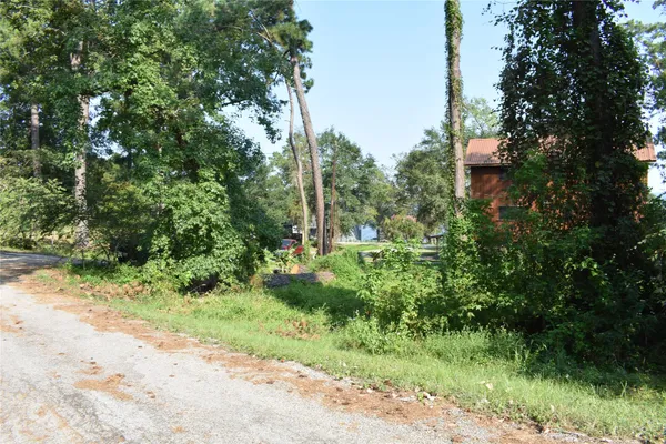 a view of a yard with plants and large trees