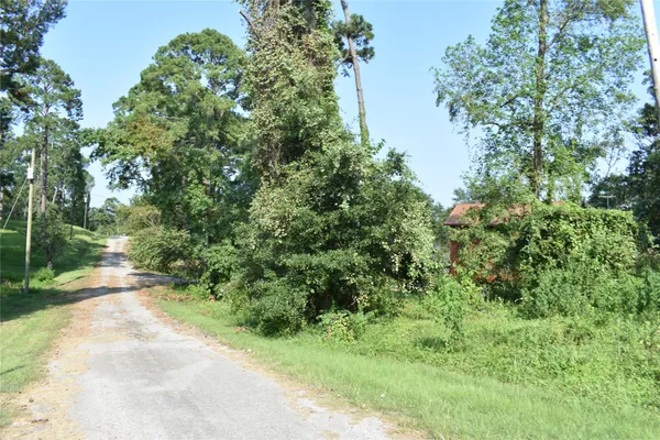a view of a yard with plants and large trees