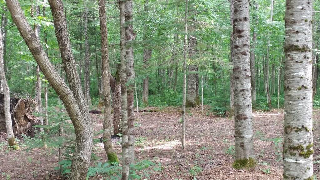 967 B Road Houlton, ME 04730 - Photo 25 of 34 Photo