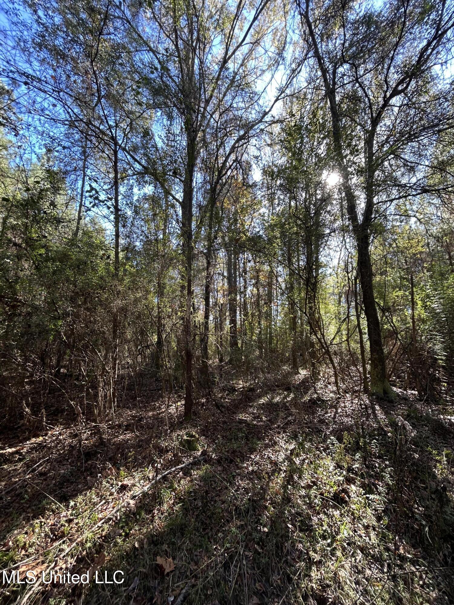 . Dwain Road Osyka, MS 39657 - Photo 3 of 31 IMG_1480