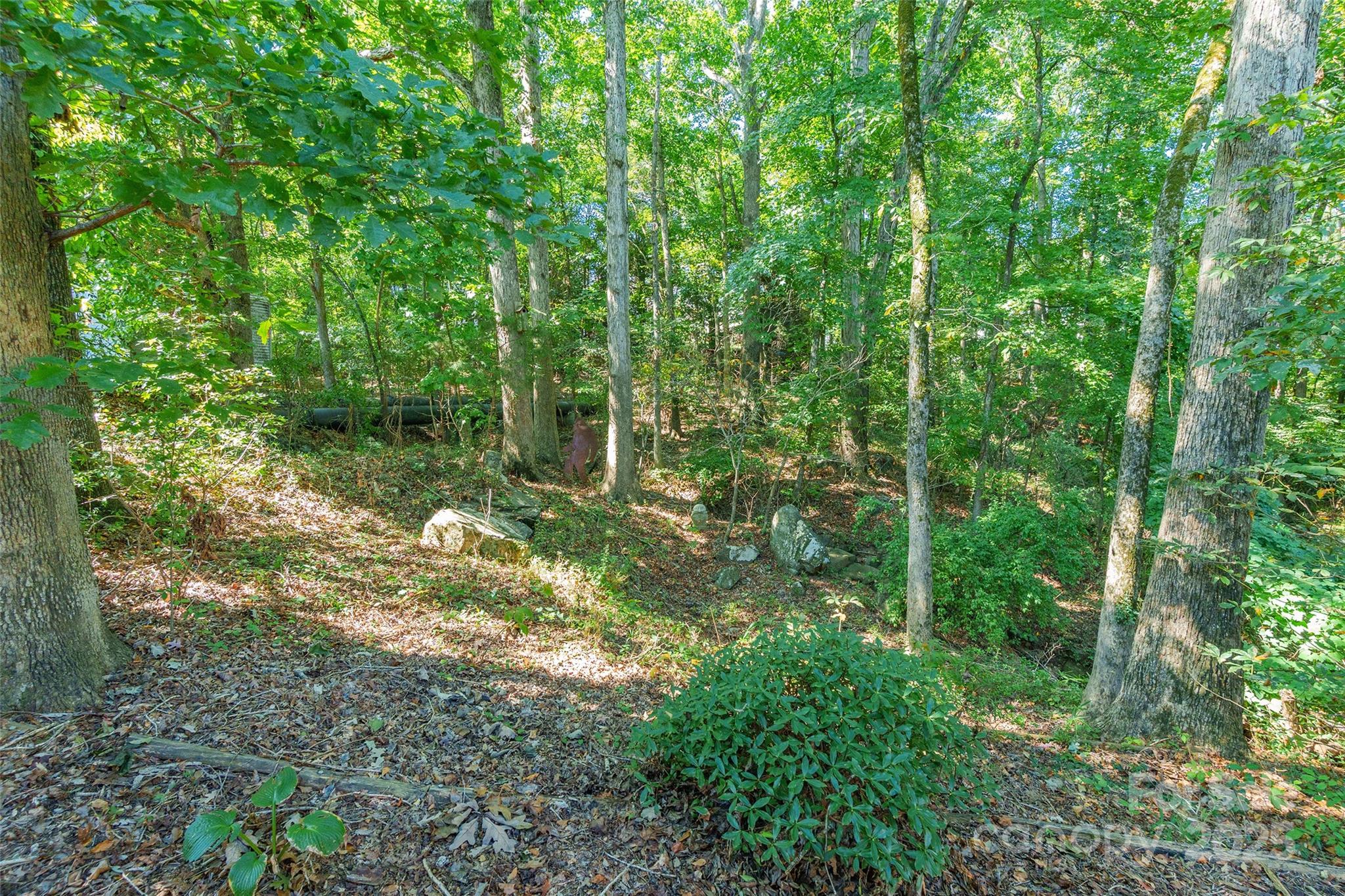 2177 Lookout Ridge Rock Hill, SC 29732 - Photo 31 of 34 a view of a forest with a tree