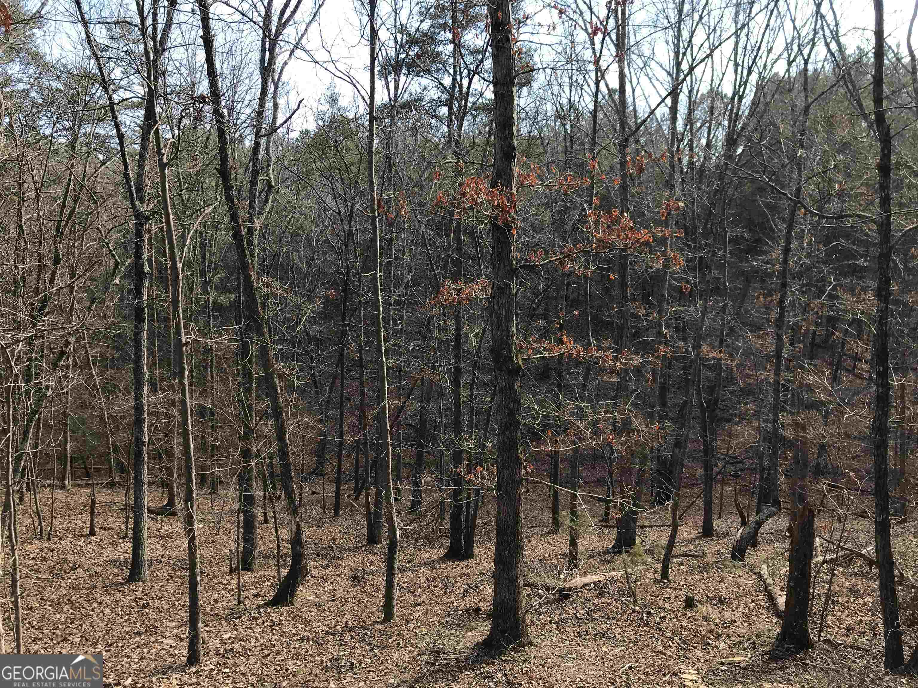 0 Liberty Church Road, Unit 9615 Ranger, GA 30734 - Photo 15 of 35 a view of a forest filled with trees