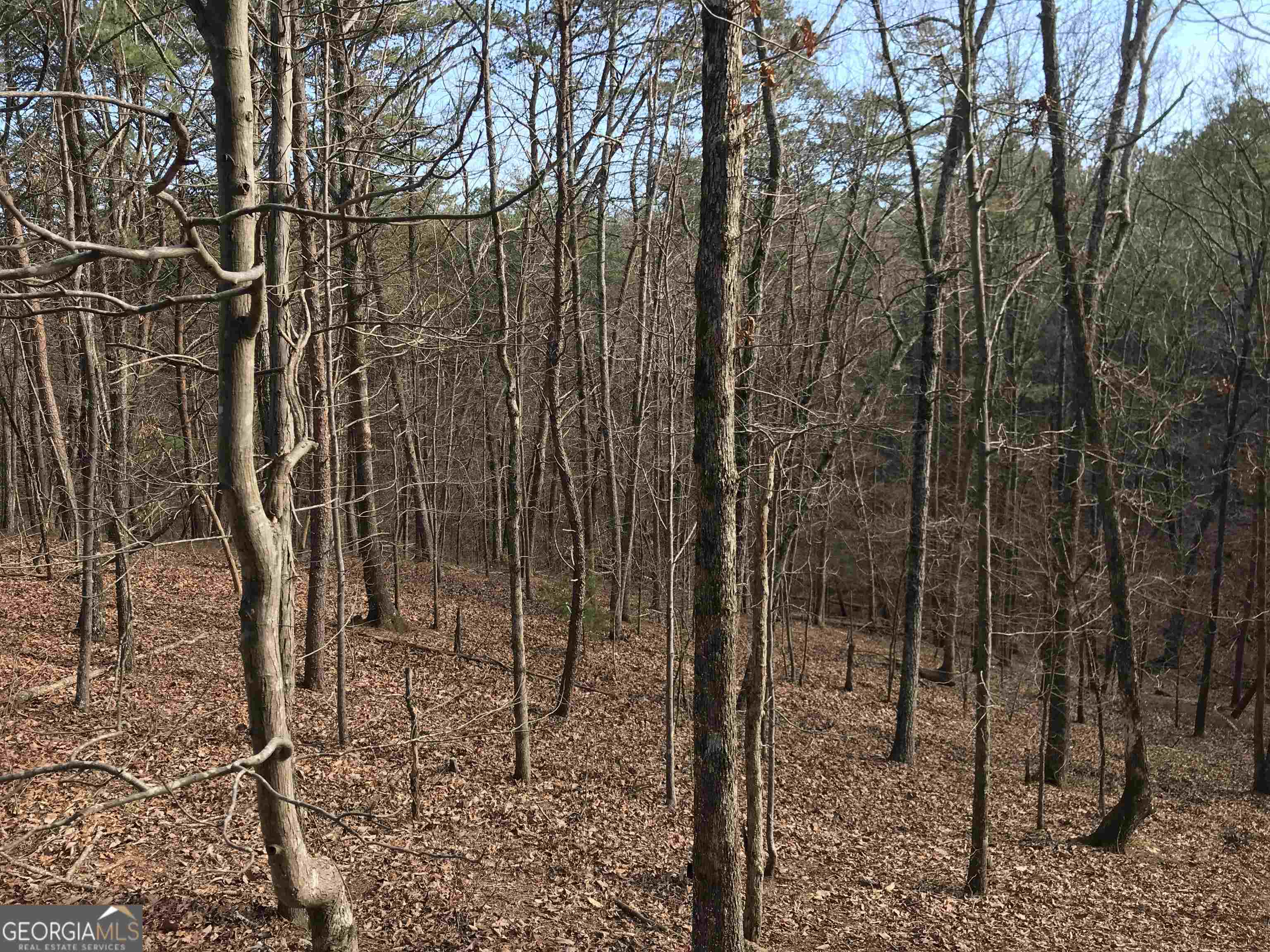 0 Liberty Church Road, Unit 9615 Ranger, GA 30734 - Photo 18 of 35 a view of a forest filled with trees