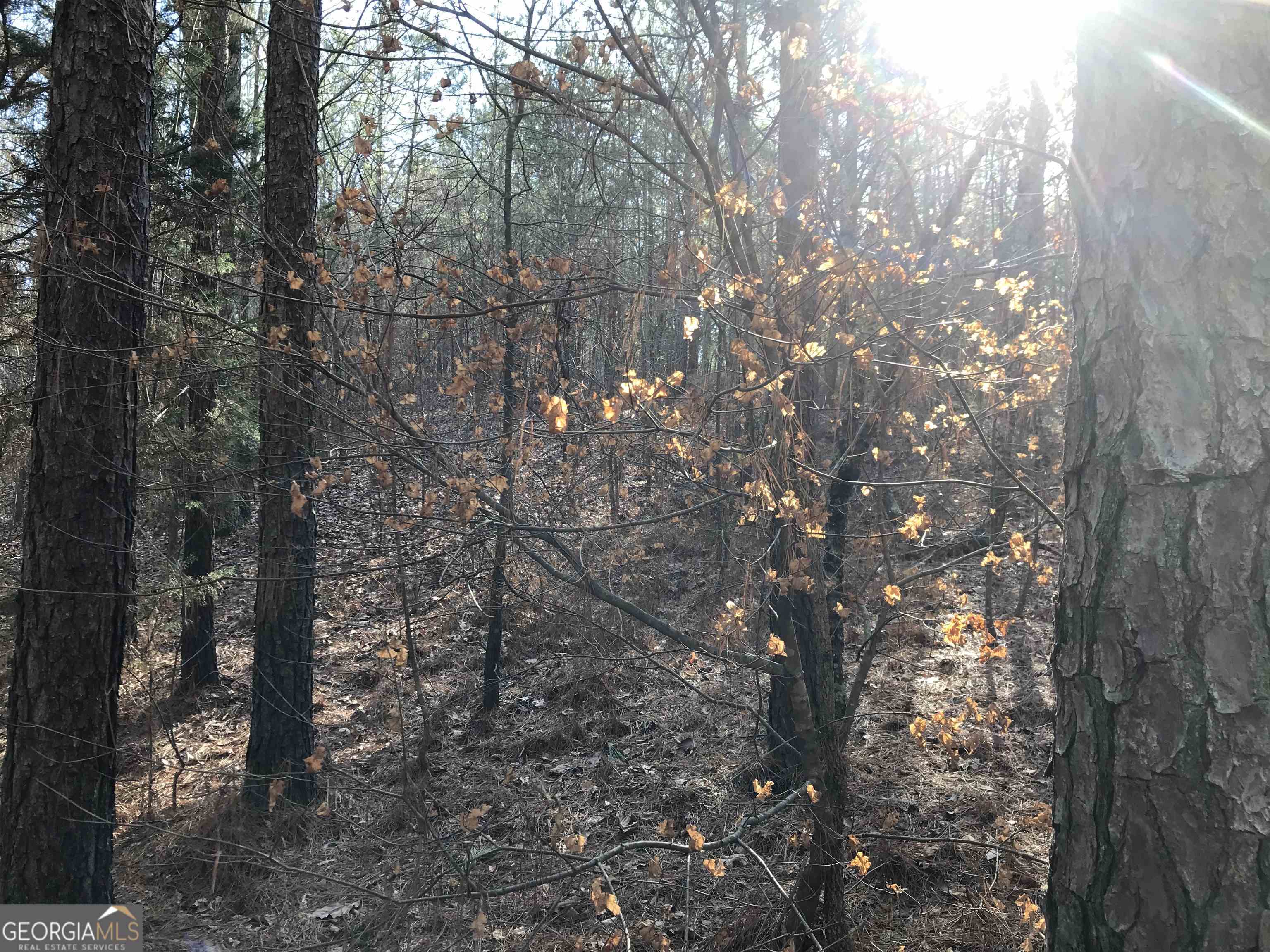 0 Liberty Church Road, Unit 9615 Ranger, GA 30734 - Photo 29 of 35 a view of forest