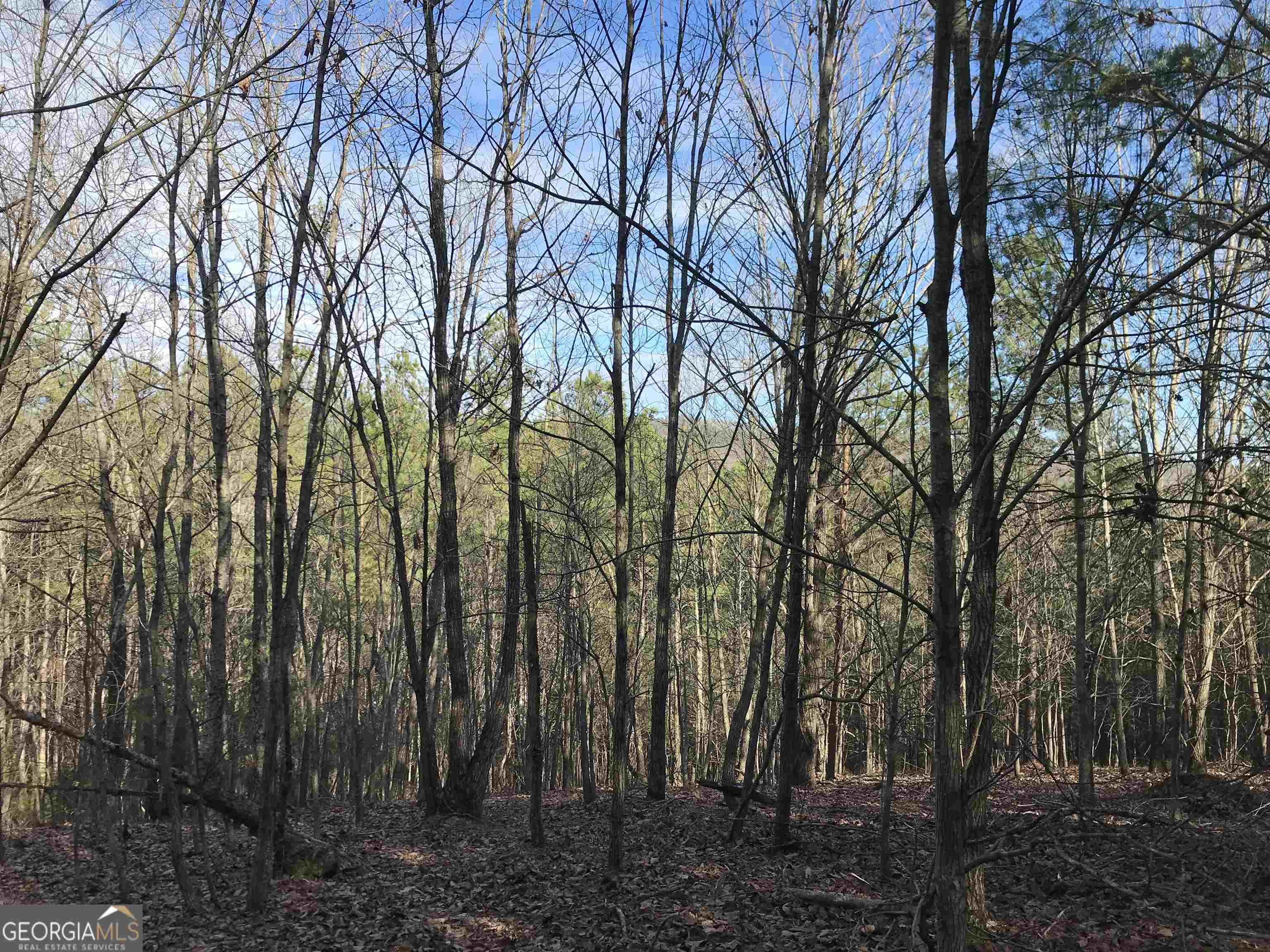 0 Liberty Church Road, Unit 9615 Ranger, GA 30734 - Photo 31 of 35 a view of a forest with a trees
