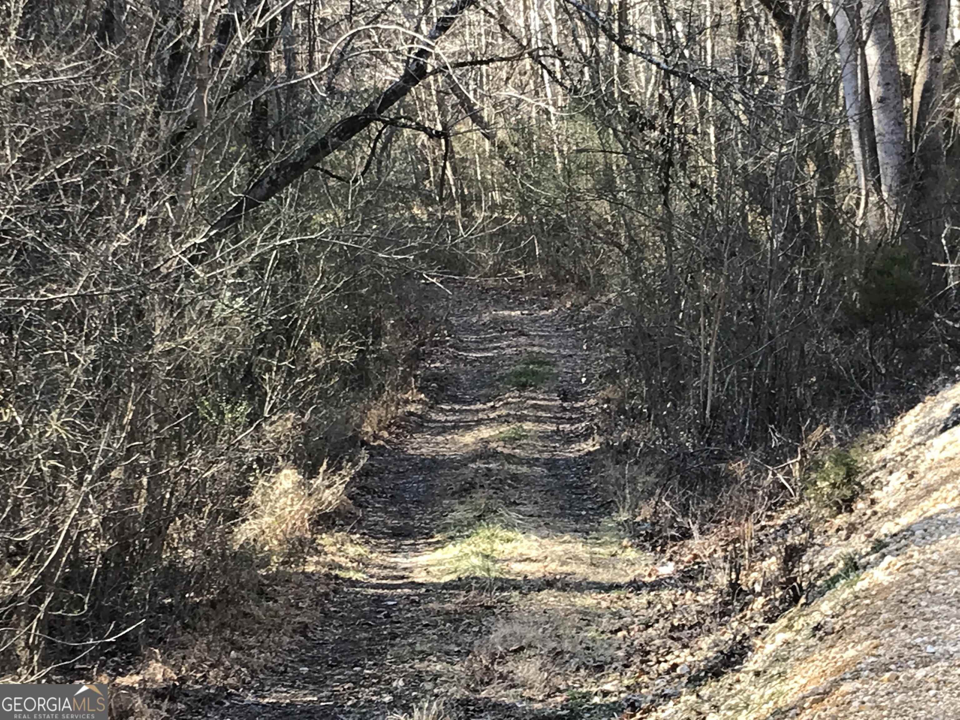0 Liberty Church Road, Unit 9615 Ranger, GA 30734 - Photo 4 of 35 a close up of a tree