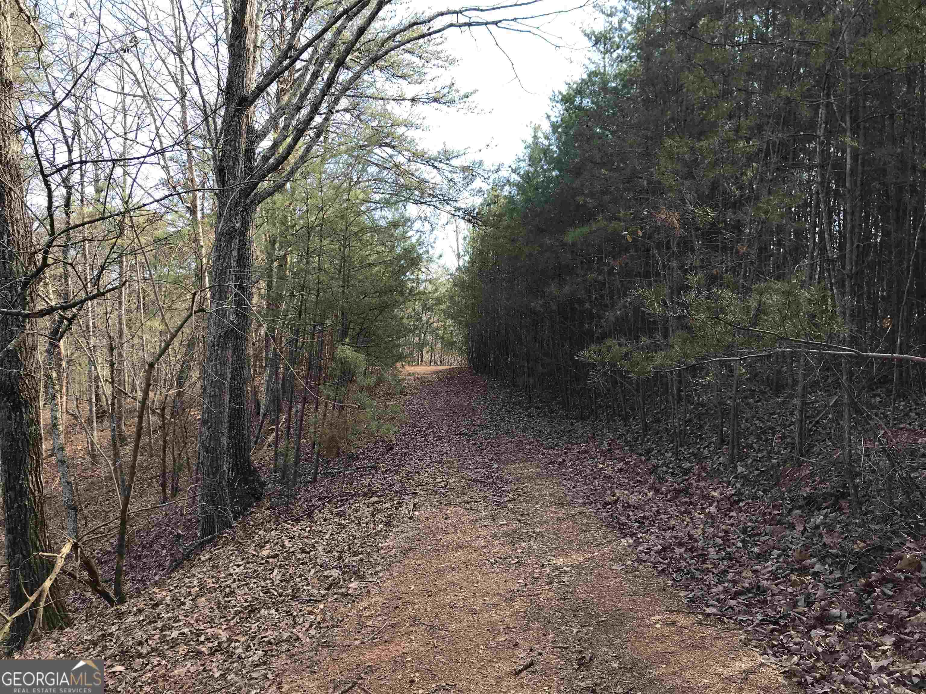 0 Liberty Church Road, Unit 9615 Ranger, GA 30734 - Photo 8 of 35 a view of a forest with trees in the background