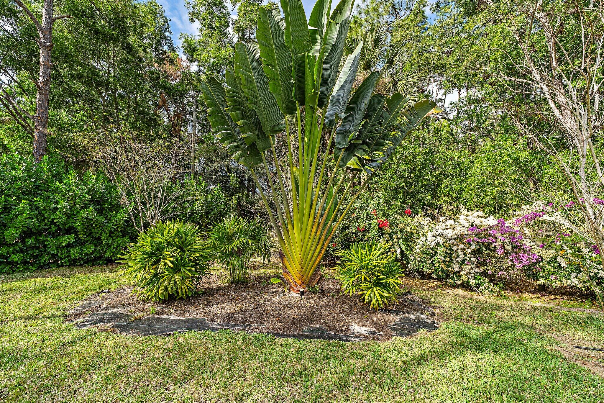 11845 165th Road North Jupiter, FL 33478 - Photo 63 of 68 a view of a yard with plants and tree