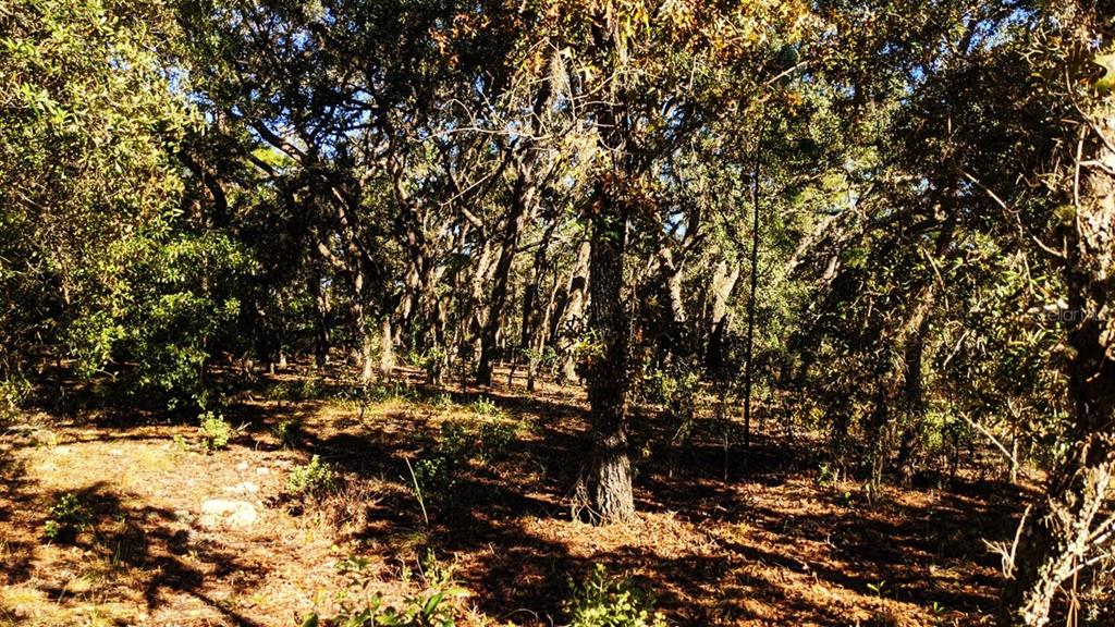 7781 Southwest 121st Terrace Road Dunnellon, FL 34432 - Photo 7 of 9 Gallery Image 7