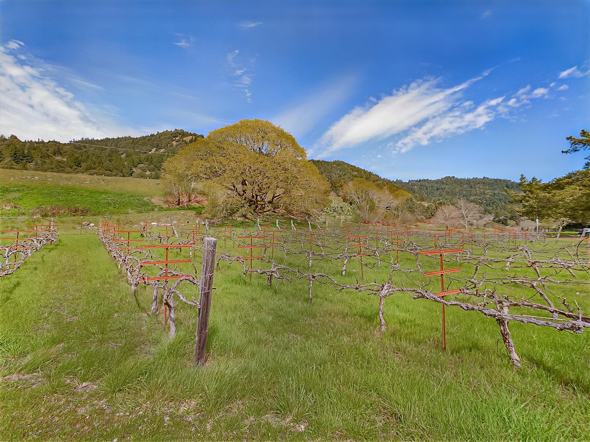 650 Old Hindley Ranch Road Petrolia, CA 95558 - Photo 54 of 61