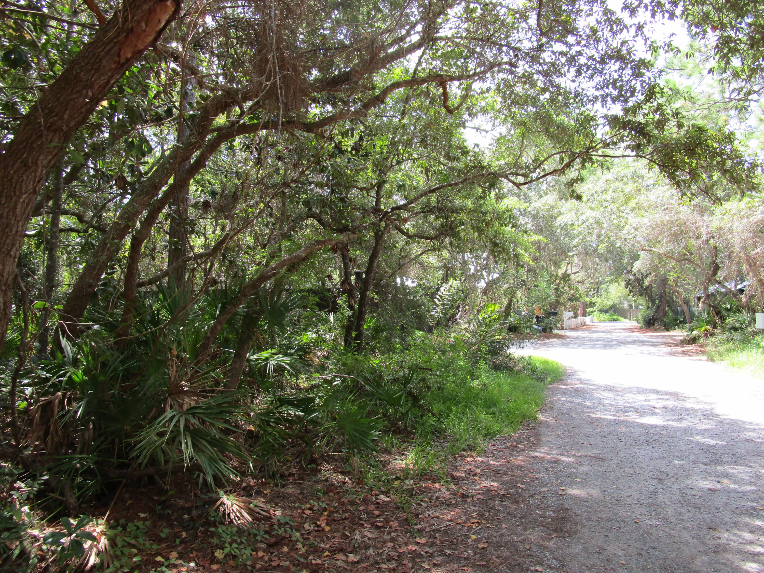 Lot 13 Grayton Trails Road Santa Rosa Beach, FL 32459 - Photo 3 of 8 a view of a yard with plants and trees