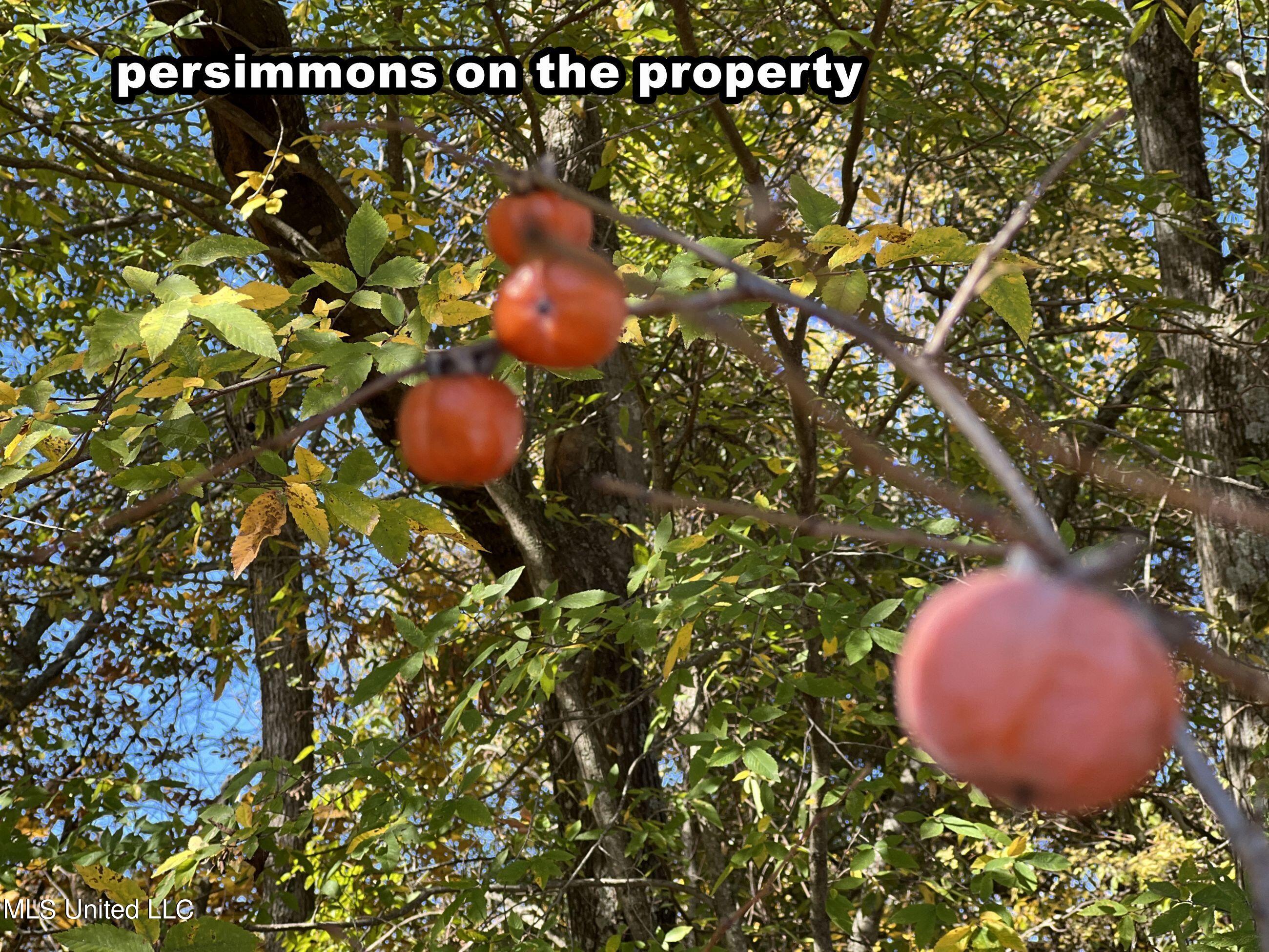 5151 Nash Road Batesville, MS 38606 - Photo 24 of 75 3irvi9