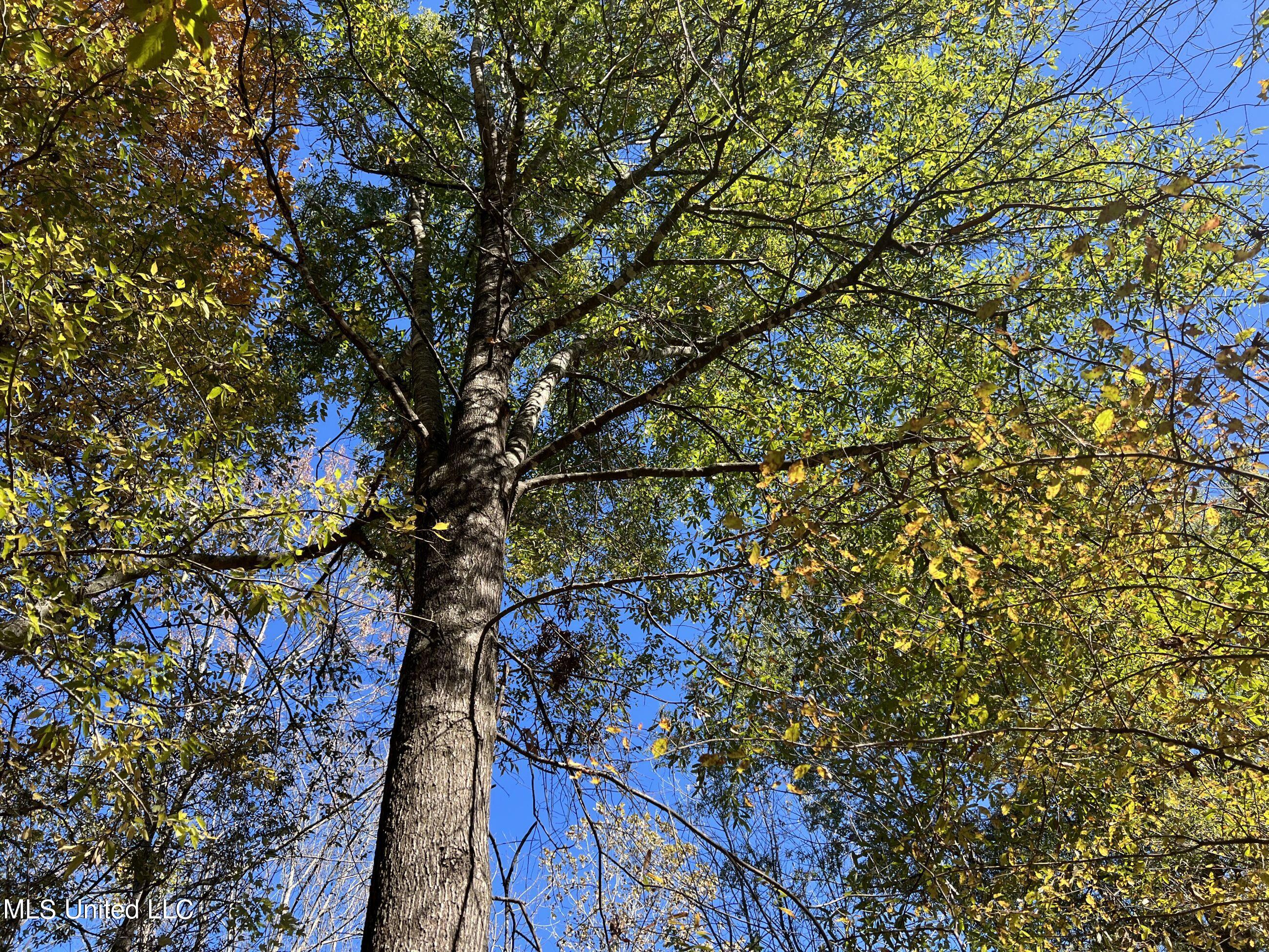 5151 Nash Road Batesville, MS 38606 - Photo 62 of 75 3irvi80