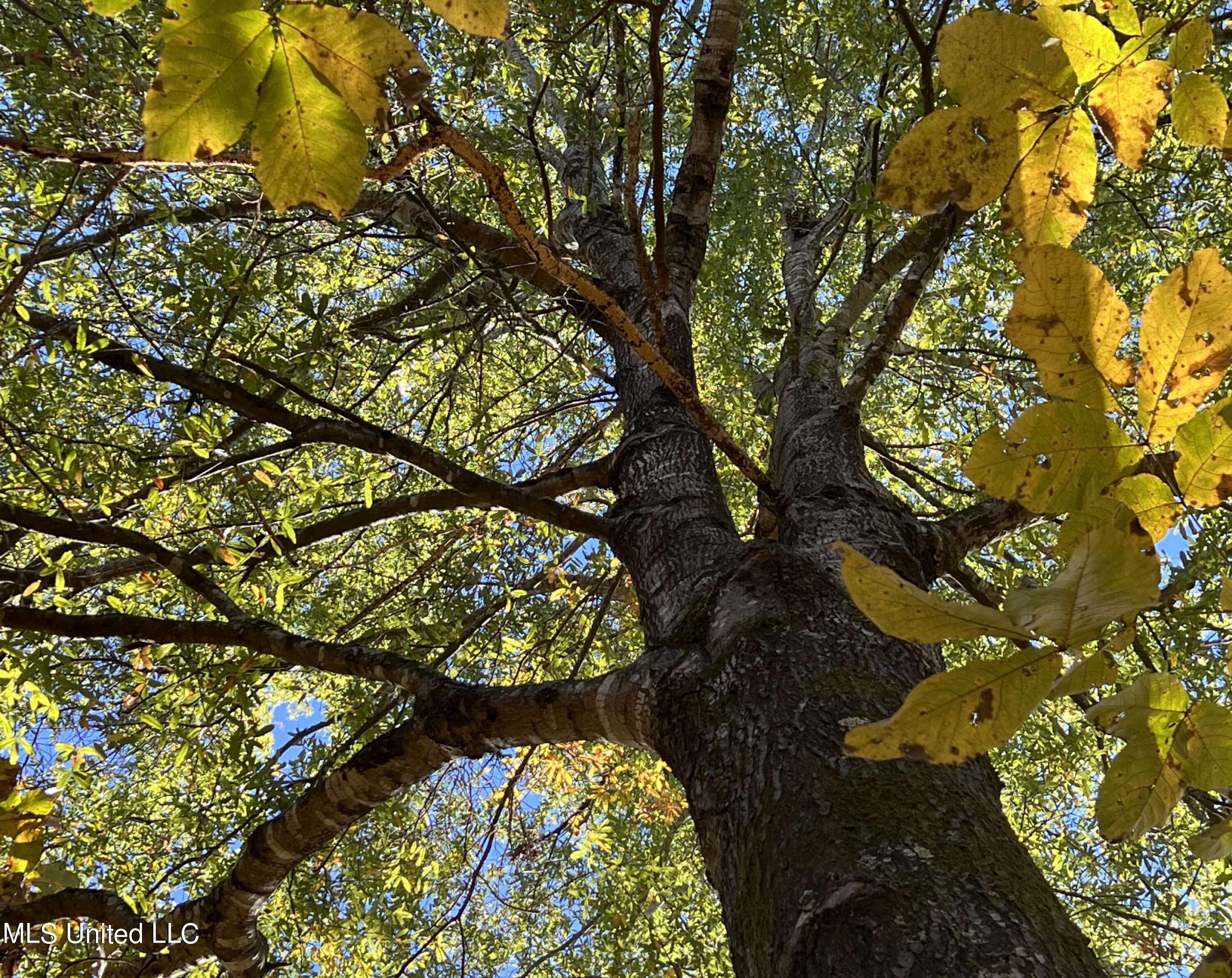 5151 Nash Road Batesville, MS 38606 - Photo 65 of 75 3irvi85