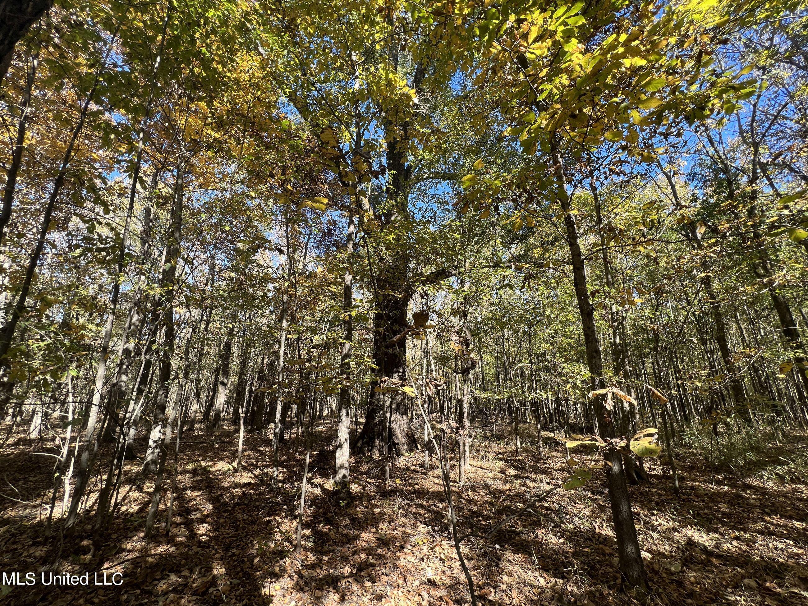 5151 Nash Road Batesville, MS 38606 - Photo 71 of 75 3irvi96