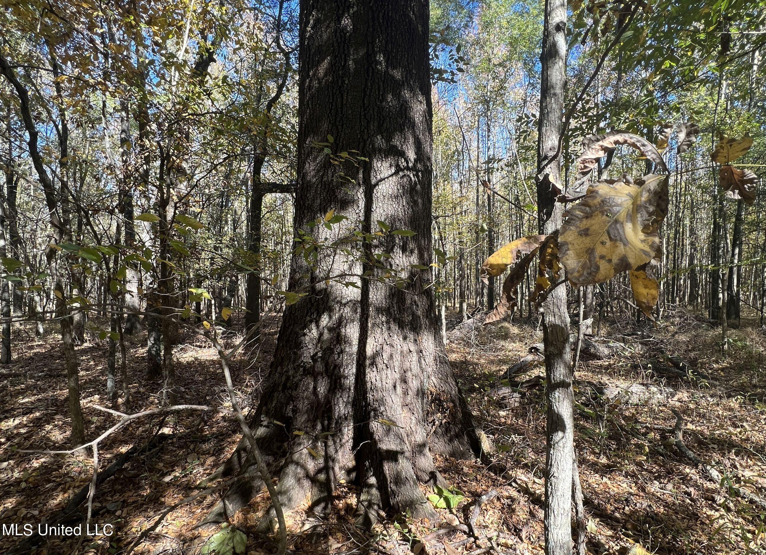 5151 Nash Road Batesville, MS 38606 - Photo 72 of 75 3irvi97