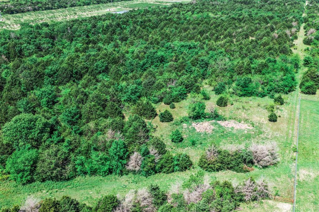 0 County Road 308 Terrell, TX 75161 - Photo 11 of 40 a view of a lush green forest with lots of trees