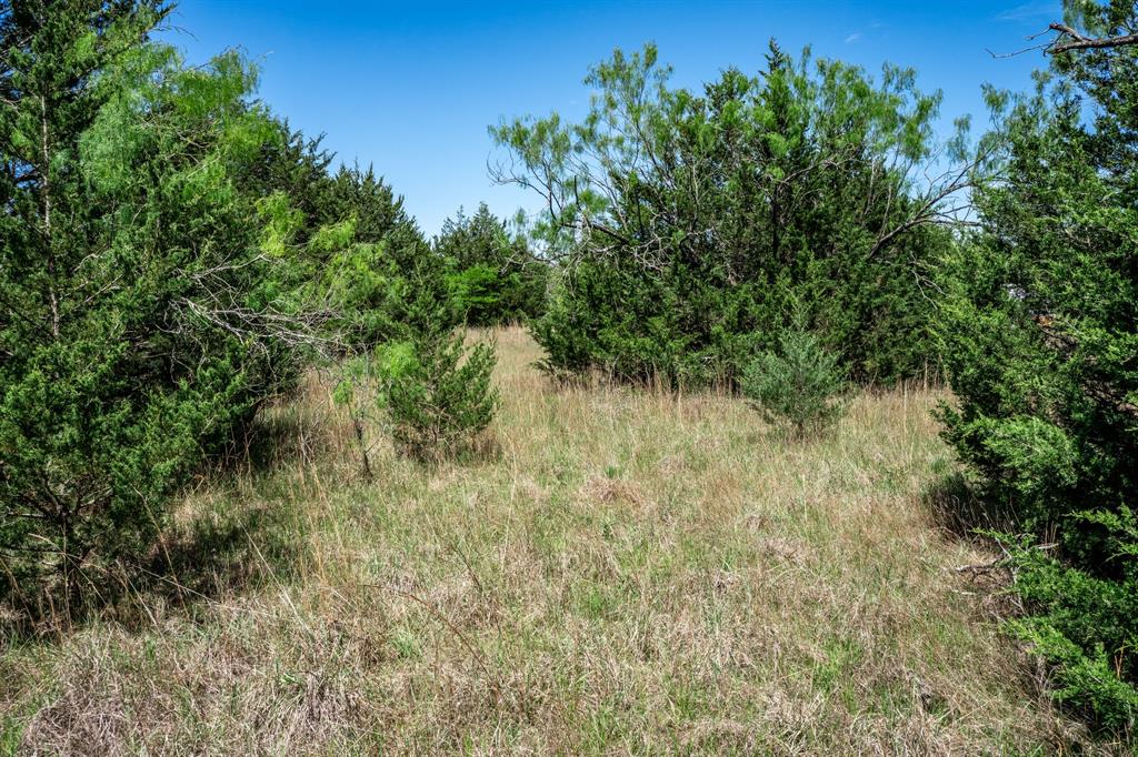 0 County Road 308 Terrell, TX 75161 - Photo 24 of 40 a view of a lush green forest with lots of trees