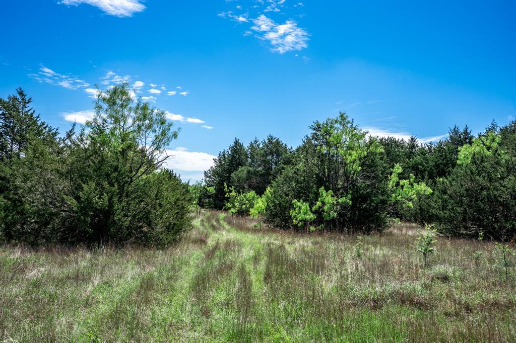 0 County Road 308 Terrell, TX 75161 - Photo 27 of 40 a view of a yard with a tree