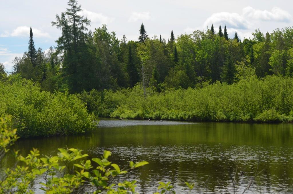 0 Moose Brook Road Houlton, ME 04730 - Photo 4 of 18 Maine Land for Sale in Ludlow Maine