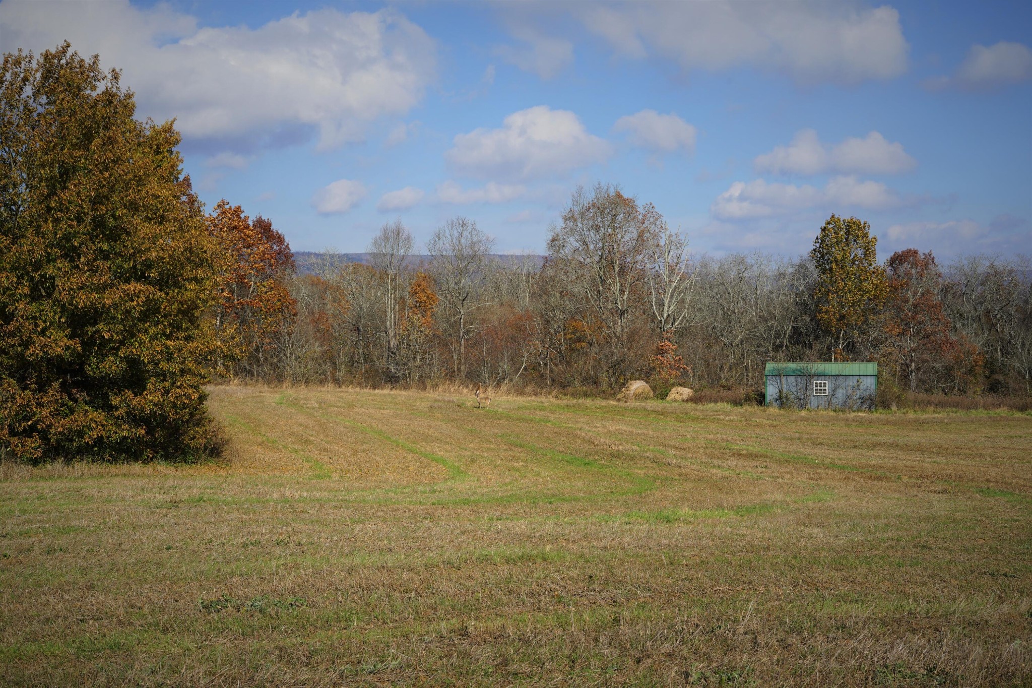0 Putnam Road Pikeville, TN 37367 - Photo 3 of 8 Gallery Image 3