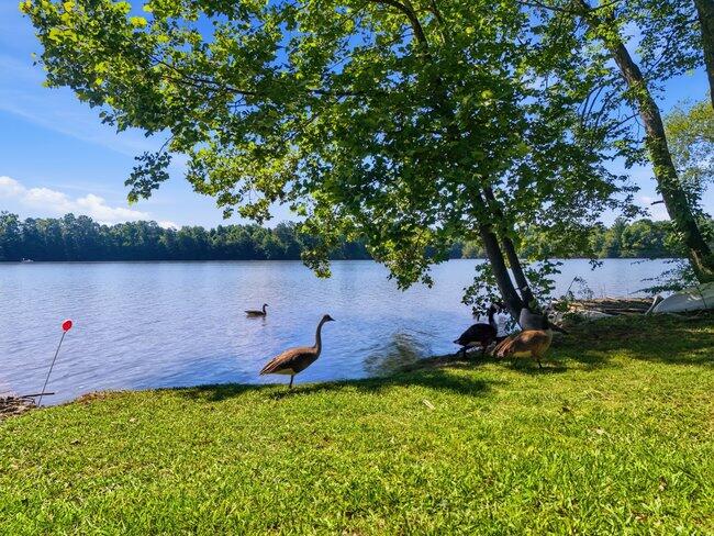 2863 New Lake Road Spring City, TN 37381 - Photo 2 of 12 005_dji_20260603095517_0681_d_273