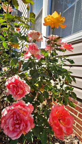 $259,900 | 218 Wilson Street, Unit A&B, Albemarle, NC 28001